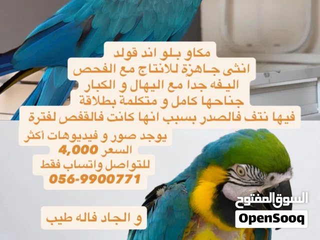 مكاو بلو اند قولد انثى