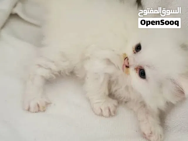 قطط لي بيع