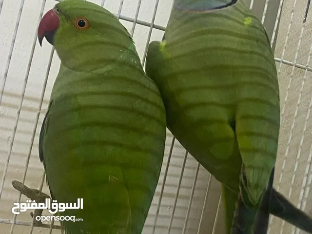 Green ringneck  breeder pair with cage