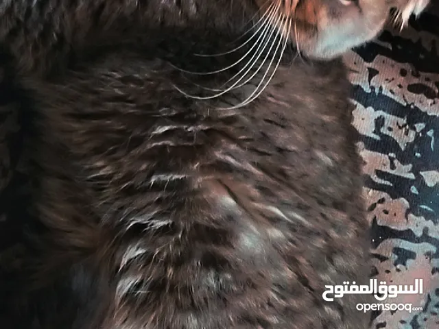 قطط للبيع+ قطط كبار للتبني ميكس سكوتش بريتش . للإستفسار واتساب فقط