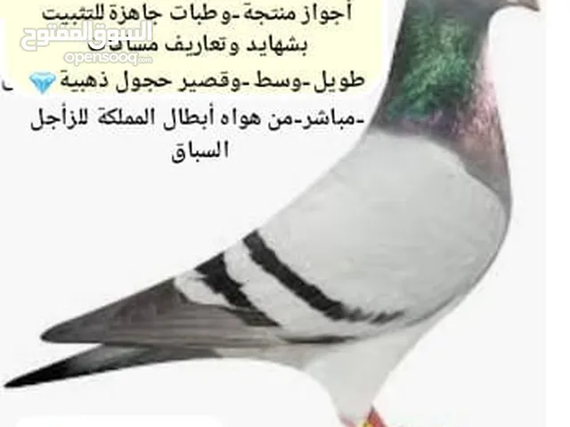 حمام زاجل سباق طبات جاهزة للتثبيت واجواز منتجة ابطال الابطال TOb من هواه ابطال المملكة للزاجل السباق