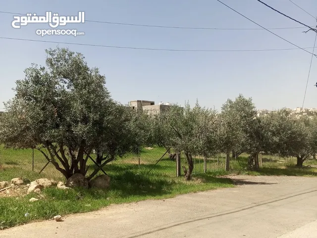 Residential Land for Sale in Amman Shafa Badran