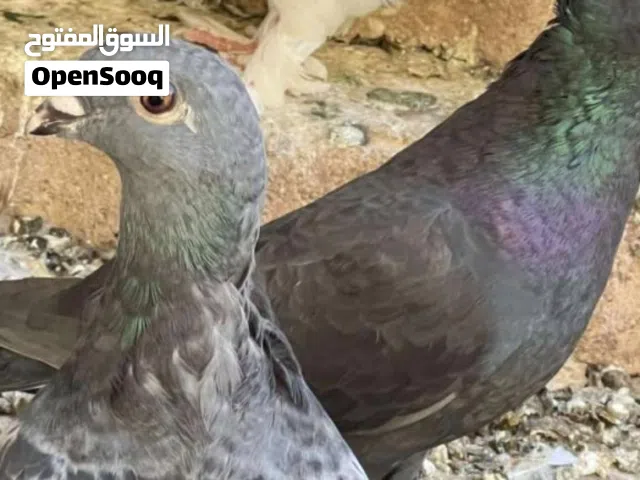 حمام للبيع عدد 6 متزوجات