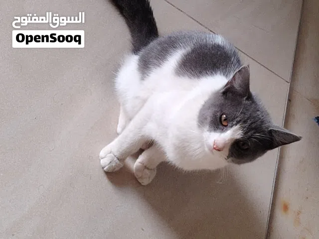 قط منزلي اليف للبيع