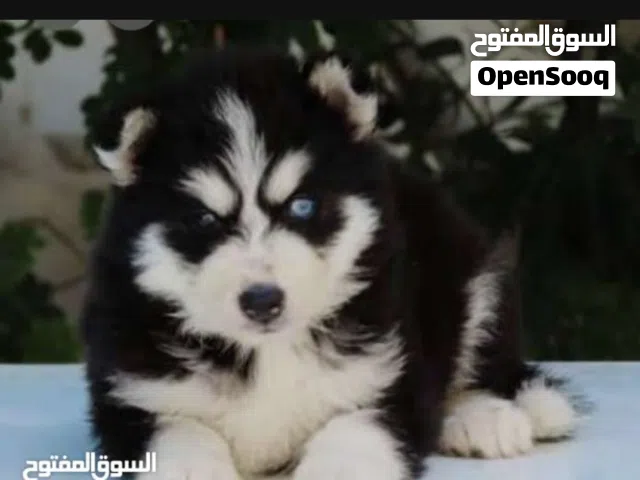 مطلوب جرو هاسكي بسعر مغري  تواصل واتساب