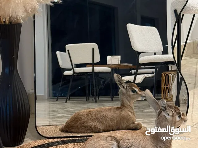 عزال ديماني للبيع