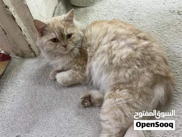 Persian mother with babies for addoptiong