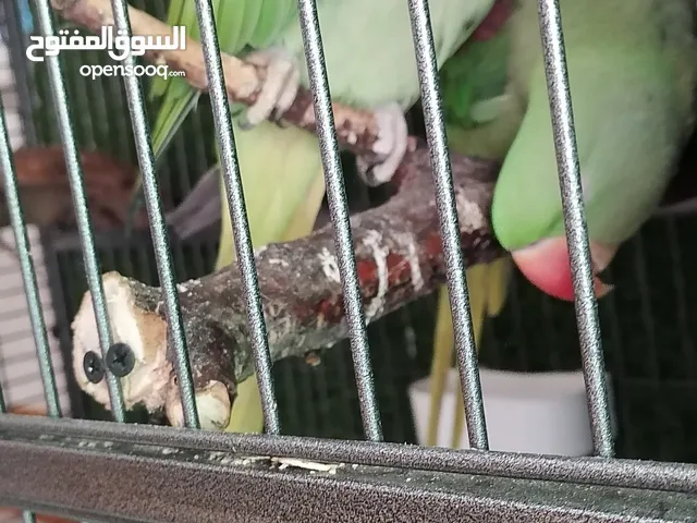 جوز كسندرا شغال مع فرخ وبجهزوا بطن جديد