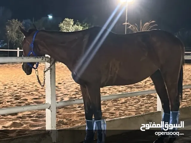 خيل للبيع