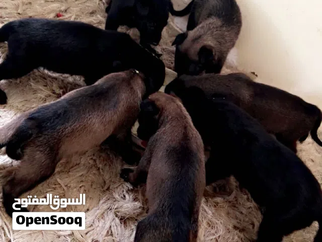 جراء مالينوا مكسيكي