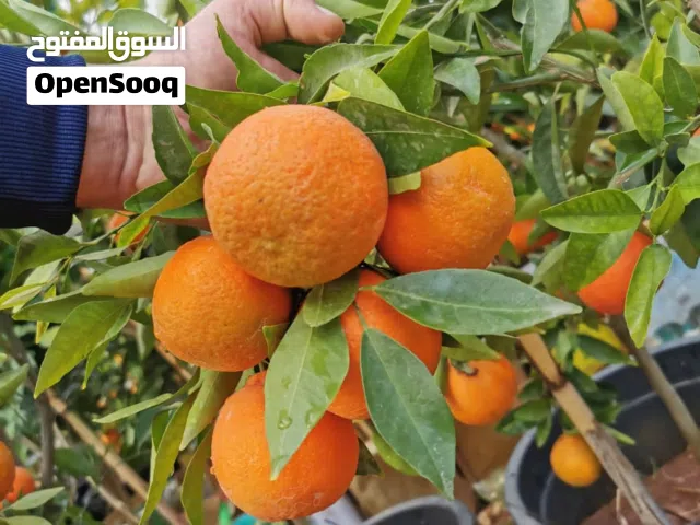 جميع أصناف الأشجار المثمرة ( فواكه - حمضيات - أشجار استوائيه )