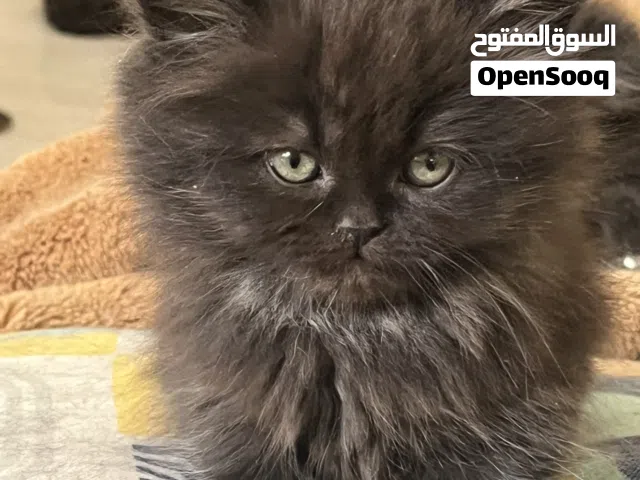 قطط  اميركي مكس سيبيري مع سيبيري مهجن من الغابات