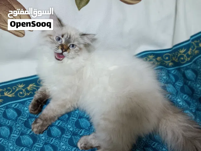 قطّة شيرازي هيمالايا للبيع