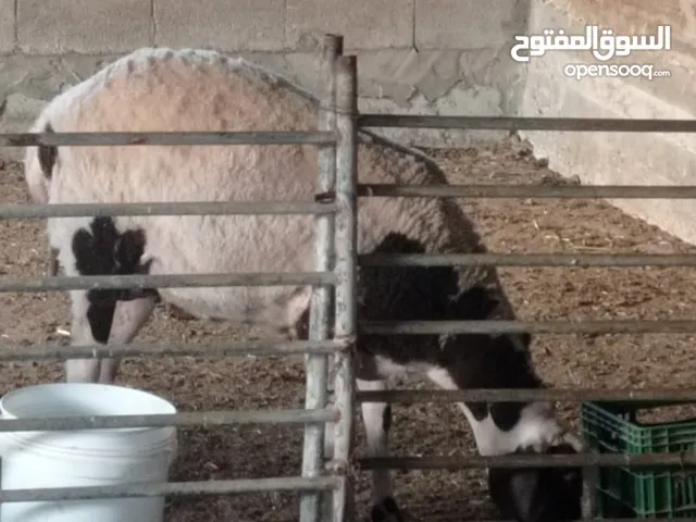عبورة لحم للبيع االلي معني يتواصل معي