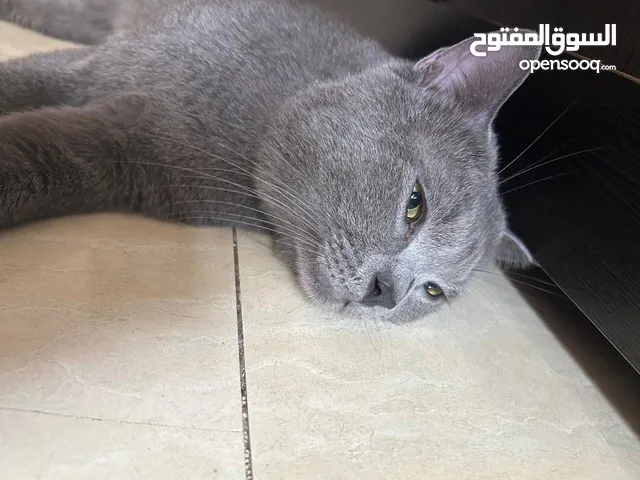 قطين للبيع مكس بريتش و روسي 2 Cats for Sale Mix British shorthair and Russian blue