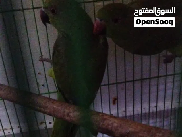 طيور متوالفة وبياضة درة وروز وبادي