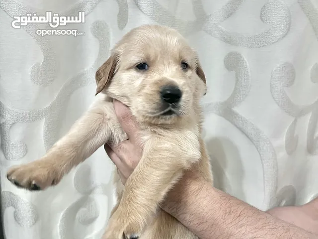 Golden Retriever puppies