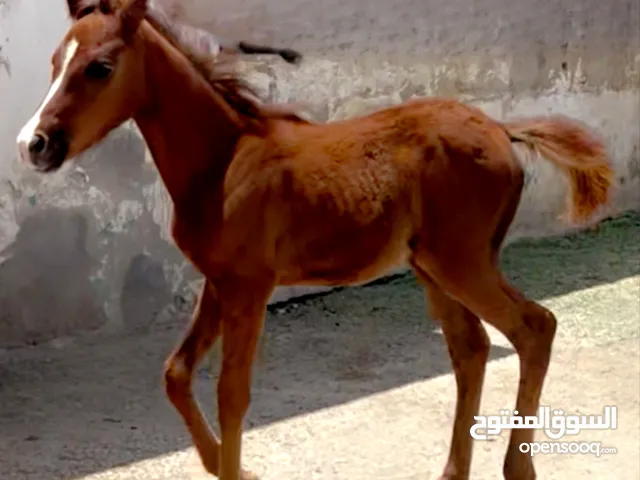 مهرة عربية غير مسجلة بنت فحل عربي واهو مسجل للبيع