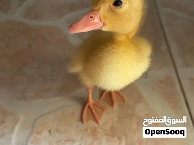 baby yellow duck