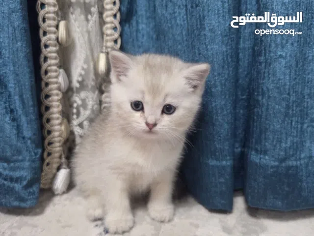 Zoti and Pure Chinchilla British