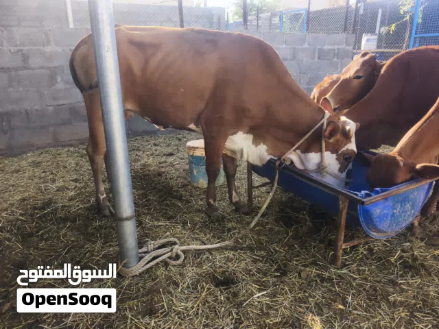 بقرة محلية للبيع