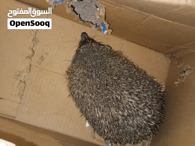 قنفذ للبيع لا يقل عن 15 دينار