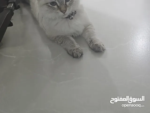 همالايا مع بنتها للتبني مع اغراضها واكلها حدا يخاف ربنا فيهم مكان العين