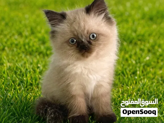 قطط سيامي وشرازي