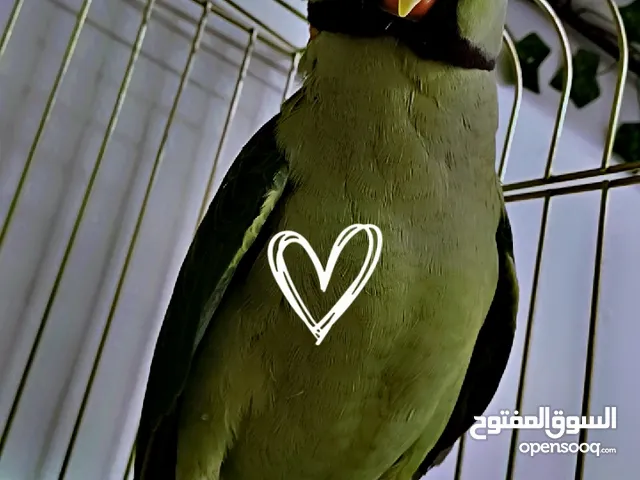 ببغاء اليف للبيع عدد اثنين كساندرا