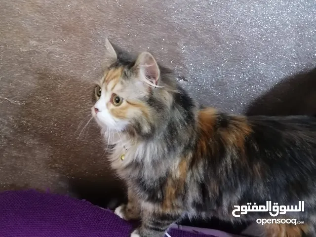 بس شنشل عمره ست اشهر فرنسي