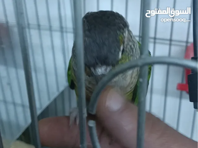 طيور كوكتيل و طيور كاكاري وببغاء