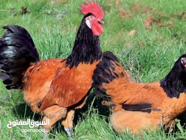 للبيع فروخ زينة من ساس نظيف وسلالة مميزة