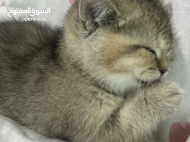 سكوتش ستريت جولدن Ny11