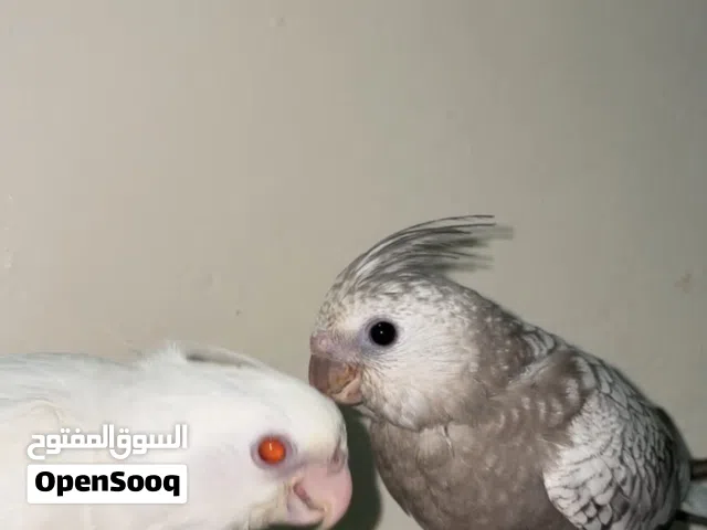 ببغاء الكوكتيل
