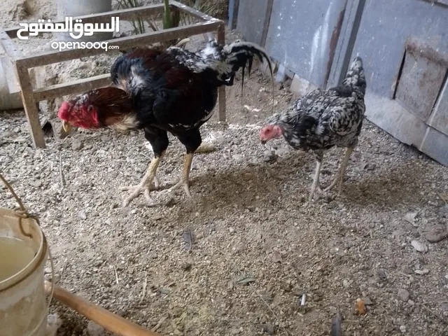 ديك وجاجه باكستاني للبيع
