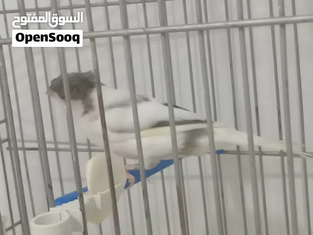 كناري الله يبارك