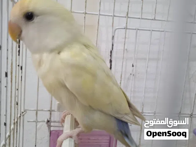 ذكر بركديلو مصوقر جامبو للبيع