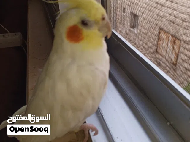 بغبغاء كوكتيل مغرد صوت جميل بيحكي حبيبي والسلام عليكم