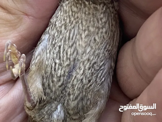طيور انتاجي بنجاليز الوان صوافي