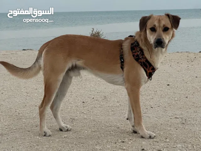 كلب للتبني لمدة شهر بسبب ظروف خاصه