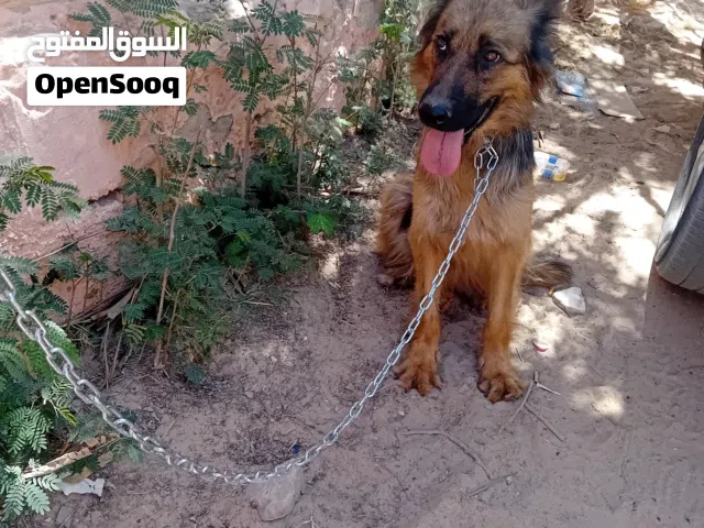 انثي جيرمن شيبرد
