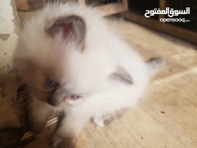 ابحثket gooob