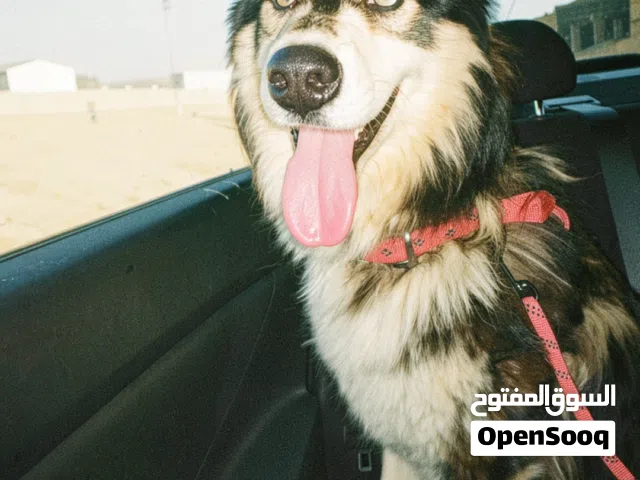 كلب هاسكي لبيع عمر سنه ونص  أليفه 100بل100 الافه فول شراسه صفر  ملقحه دفتر مالتها موجود مع جواز سقر