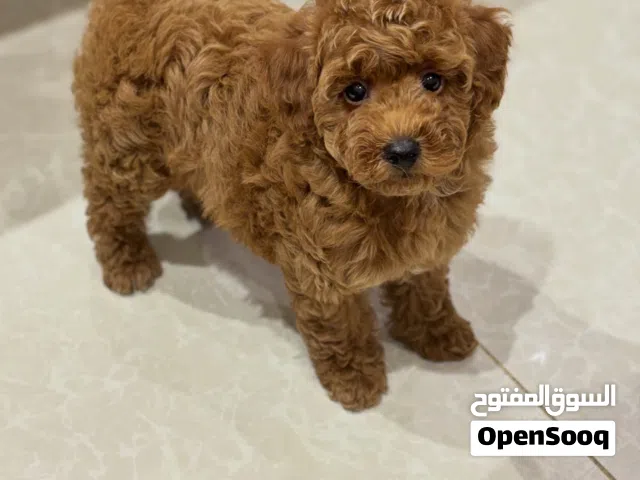 للبيع ذكر بودل