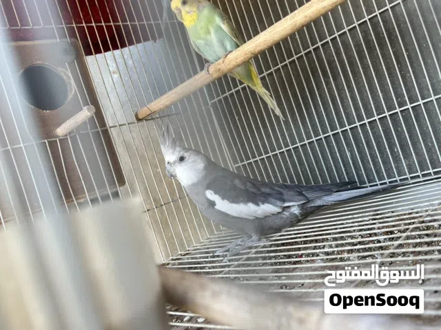 ذكر كوكتيل فرنساوي