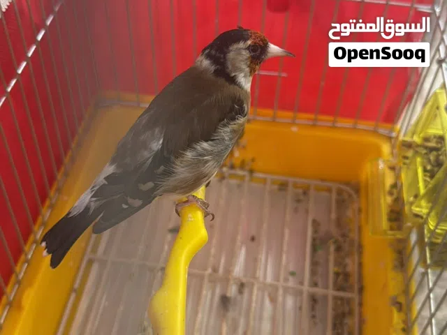 طيره حسون ترابي للبيع او للبدل