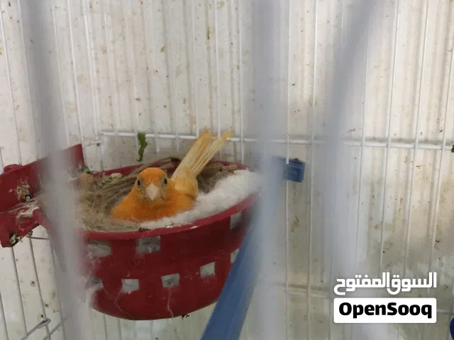 طيره حمره بايضه