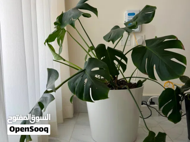 Indoor plants. Bigger than actual images. Comes with pots.