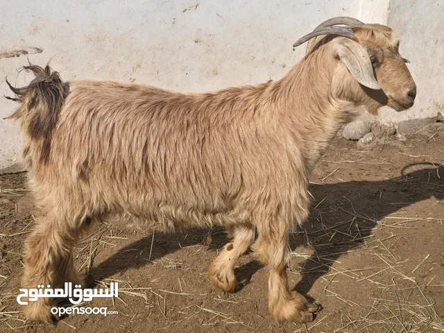 عنز من حلال الجواميد سمينه فول فول متروسه مطعومه طعام بيت بغيتها لذبح او لتربية حلوه