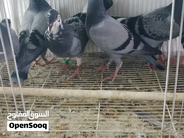 زواجل افراخ ينوصن بعدهم مامنشفات مثل ماواضح بصوره